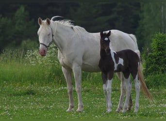 Trakehner, Hengst, 1 Jahr, Schecke