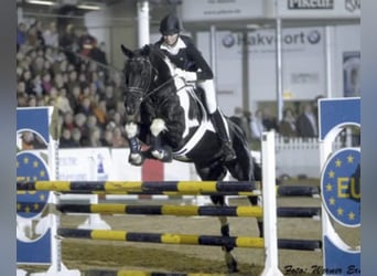 Trakehner, Hengst, 1 Jahr, Schecke