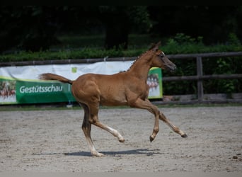 Trakehner, Hengst, 1 Jahr, Schimmel