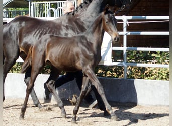 Trakehner, Hengst, 1 Jahr, Schwarzbrauner