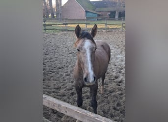 Trakehner, Hengst, 2 Jaar, 158 cm, kan schimmel zijn