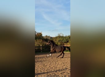 Trakehner, Hengst, 2 Jaar, 162 cm, Donkerbruin