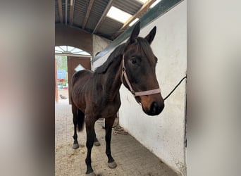 Trakehner, Hengst, 2 Jaar, 165 cm, Bruin