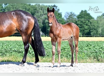 Trakehner, Hengst, 2 Jaar, 165 cm, Donkerbruin