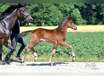 Trakehner, Hengst, 2 Jaar, 165 cm, Donkerbruin