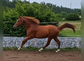 Trakehner, Hengst, 2 Jaar, 165 cm, Vos