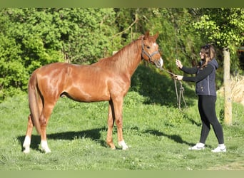 Trakehner, Hengst, 2 Jaar, 165 cm, Vos