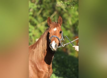 Trakehner, Hengst, 2 Jaar, 165 cm, Vos
