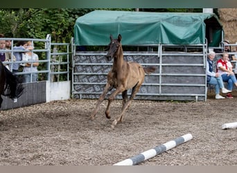 Trakehner, Hengst, 2 Jaar, 165 cm, Zwart