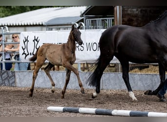 Trakehner, Hengst, 2 Jaar, 165 cm, Zwart