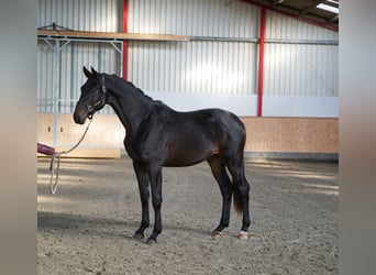 Trakehner, Hengst, 2 Jaar, 168 cm, Zwartbruin Trakehner, Hengst, 2 Jaar, 168 cm, Zwartbruin