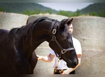 Trakehner, Hengst, 2 Jaar, 168 cm, Zwartbruin