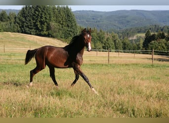 Trakehner, Hengst, 2 Jaar, 170 cm, Bruin