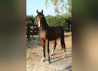 Trakehner, Hengst, 2 Jaar, 170 cm, Bruin