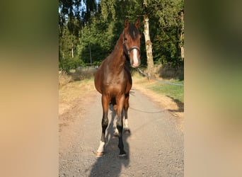 Trakehner, Hengst, 2 Jaar, 170 cm, Bruin