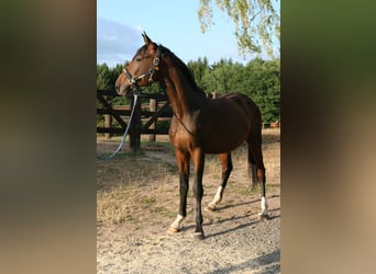 Trakehner, Hengst, 2 Jaar, 170 cm, Bruin