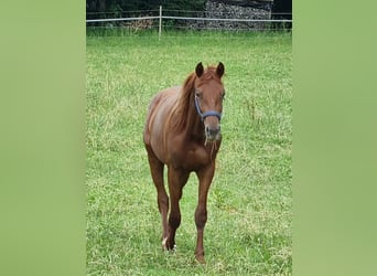 Trakehner, Hengst, 2 Jaar, 170 cm, Donkere-vos