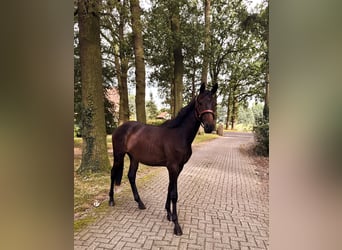 Trakehner, Hengst, 2 Jaar, 170 cm, Zwartbruin