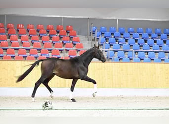 Trakehner, Hengst, 2 Jaar, 173 cm, Bruin