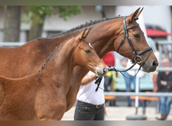 Trakehner, Hengst, 2 Jaar, Bruin