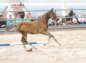 Trakehner, Hengst, 2 Jaar, Donkerbruin