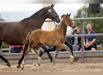 Trakehner, Hengst, 2 Jaar, Donkerbruin