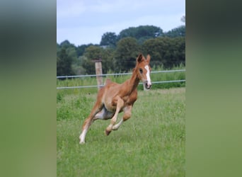 Trakehner, Hengst, 2 Jaar, Donkere-vos