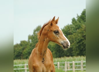 Trakehner, Hengst, 2 Jaar, Donkere-vos