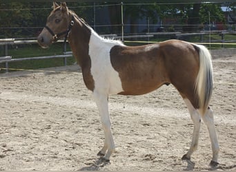 Trakehner, Hengst, 2 Jaar, Gevlekt-paard