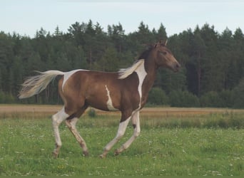 Trakehner, Hengst, 2 Jaar, Gevlekt-paard