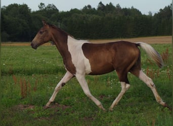 Trakehner, Hengst, 2 Jaar, Gevlekt-paard