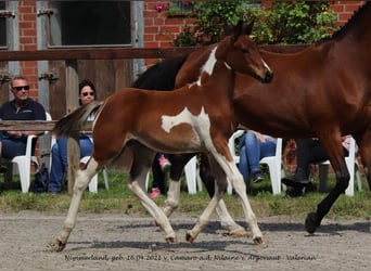 Trakehner, Hengst, 2 Jaar, Gevlekt-paard