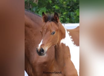 Trakehner, Hengst, 2 Jaar, Gevlekt-paard