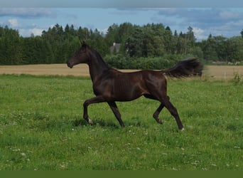 Trakehner, Hengst, 2 Jaar, Palomino