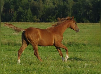 Trakehner, Hengst, 2 Jaar, Vos