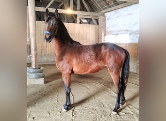 Trakehner Mix, Hengst, 2 Jahre, 155 cm, Brauner