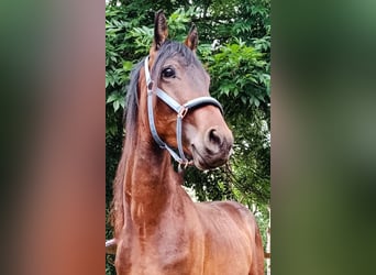 Trakehner Mix, Hengst, 2 Jahre, 155 cm, Brauner