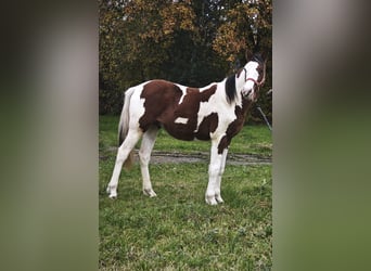 Trakehner Mix, Hengst, 2 Jahre, 155 cm, Schecke