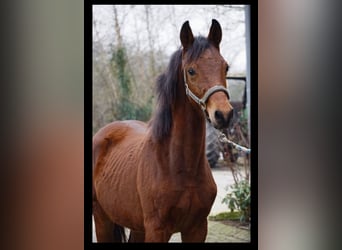Trakehner, Hengst, 2 Jahre, 156 cm, Brauner