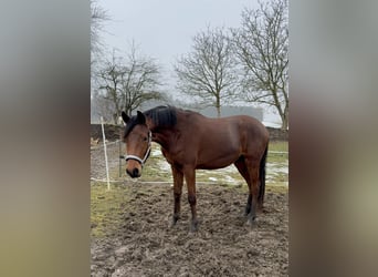 Trakehner, Hengst, 2 Jahre, 156 cm, Brauner