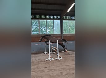 Trakehner, Hengst, 2 Jahre, 158 cm, Kann Schimmel werden