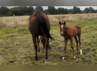 Trakehner, Hengst, 2 Jahre, 158 cm, Kann Schimmel werden