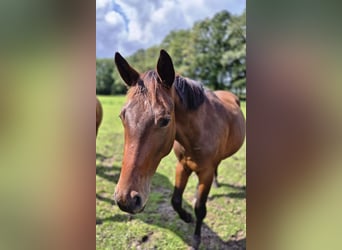 Trakehner, Hengst, 2 Jahre, 160 cm, Dunkelbrauner