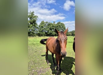 Trakehner, Hengst, 2 Jahre, 160 cm, Dunkelbrauner