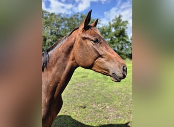 Trakehner, Hengst, 2 Jahre, 160 cm, Dunkelbrauner