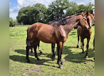 Trakehner, Hengst, 2 Jahre, 160 cm, Dunkelbrauner