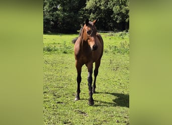 Trakehner, Hengst, 2 Jahre, 160 cm, Dunkelbrauner