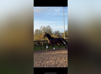 Trakehner, Hengst, 2 Jahre, 162 cm, Dunkelbrauner