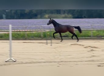 Trakehner, Hengst, 2 Jahre, 166 cm, Brauner