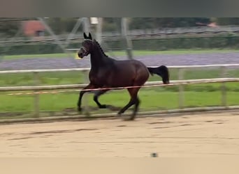 Trakehner, Hengst, 2 Jahre, 166 cm, Brauner